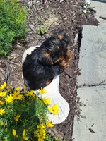 Toy Tea Cup (microchipped), a male Yorkshire Terrier for sale in Denver, CO – 9 of 9