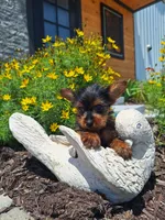 Tea Cup (microchipped), a female Yorkshire Terrier for sale in Denver, CO – 1 of 8