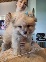 Teddy Bear (Microchipped), a male Pomeranian for sale in Denver, CO – 10 of 10