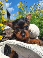 Tea Cup (microchipped), a female Yorkshire Terrier for sale in Denver, CO – 6 of 8