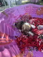 Toy Havashu , a female Havanese and Shih Tzu for sale in Denver, CO – 4 of 8