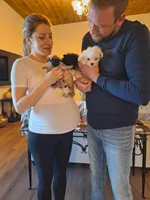 Rare Chocolate (Ready NOW), a female Pomeranian for sale in Denver, CO – Photo 9 of 10