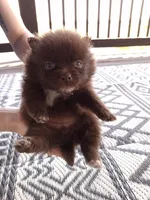 Rare Chocolate (Ready NOW), a female Pomeranian for sale in Denver, CO – Photo 6 of 10