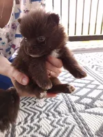 Rare Chocolate (Ready NOW), a female Pomeranian for sale in Denver, CO – Photo 4 of 10