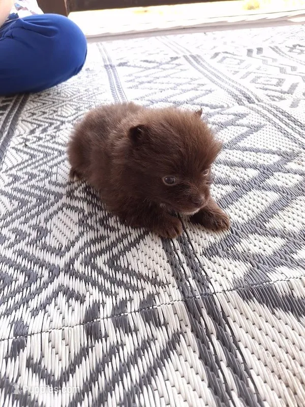 Rare Chocolate (Ready NOW)