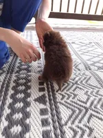 Rare Chocolate (Ready NOW), a female Pomeranian for sale in Denver, CO – Photo 2 of 10