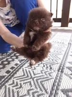 Rare Chocolate (Ready NOW), a female Pomeranian for sale in Denver, CO – Photo 8 of 10