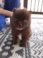 Rare Chocolate (Ready NOW), a female Pomeranian for sale in Denver, CO – Photo 5 of 10