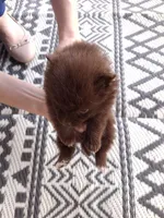 Rare Chocolate (Ready NOW), a female Pomeranian for sale in Denver, CO – Photo 7 of 10