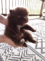 Rare Chocolate (Ready NOW), a female Pomeranian for sale in Denver, CO – Photo 3 of 10