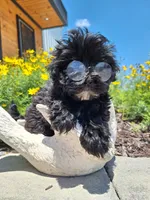 Morkie (Microchipped.), a male Morkie for sale in Denver, CO – 5 of 8
