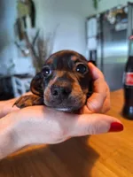 Mini Doxie (Registered), a female Dachshund for sale in Denver, CO – Photo 1 of 9