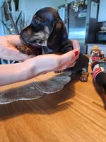 Mini Doxie (Registered), a female Dachshund for sale in Denver, CO – Photo 3 of 9