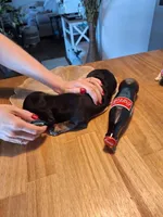 Mini Doxie (Registered), a female Dachshund for sale in Denver, CO – Photo 2 of 9