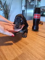 Mini Doxie (Registered), a female Dachshund for sale in Denver, CO – Photo 6 of 9