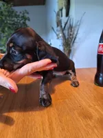 Mini Doxie (Registered), a female Dachshund for sale in Denver, CO – Photo 7 of 9