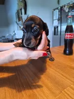 Mini Doxie (Registered), a female Dachshund for sale in Denver, CO – Photo 5 of 9