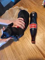 Mini Doxie (Registered), a female Dachshund for sale in Denver, CO – Photo 4 of 9