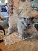 Teddy Bear (Microchipped), a male Pomeranian for sale in Denver, CO – 6 of 10