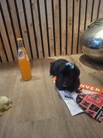 Morkie (Microchipped), a male Maltese and Yorkshire Terrier for sale in Denver, CO – 5 of 8