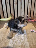 Morkie (Microchipped), a female Maltese and Yorkshire Terrier for sale in Denver, CO – 6 of 7