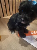 Morkie (Microchipped), a male Maltese and Yorkshire Terrier for sale in Denver, CO – 6 of 8