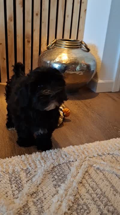 Morkie (Microchipped.), a male Morkie for sale in Denver, CO – 8 of 8
