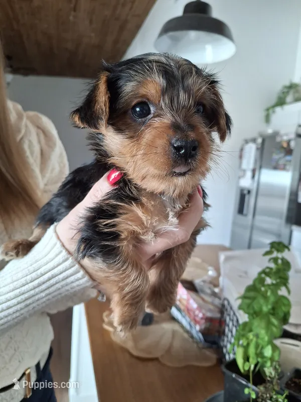 Billy (microchipped)