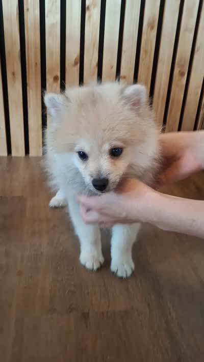 Teddy Bear (Microchipped), a male Pomeranian for sale in Denver, CO – 3 of 8