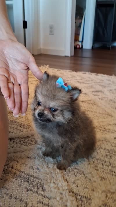 Tiny Toy (Pomeranian), a male Pomeranian for sale in Denver, CO – 2 of 8