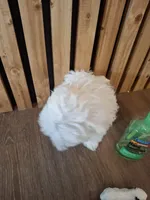 Maltese (microchipped), a female Maltese for sale in Denver, CO – Photo 9 of 10