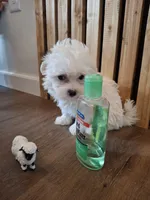 Maltese (microchipped), a female Maltese for sale in Denver, CO – Photo 4 of 10