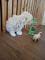 Maltese (microchipped), a female Maltese for sale in Denver, CO – Photo 8 of 10