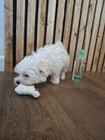 Maltese (microchipped), a female Maltese for sale in Denver, CO – Photo 6 of 10