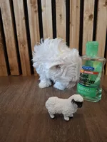 Maltese (microchipped), a female Maltese for sale in Denver, CO – Photo 3 of 10