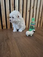 Maltese (microchipped), a female Maltese for sale in Denver, CO – Photo 7 of 10
