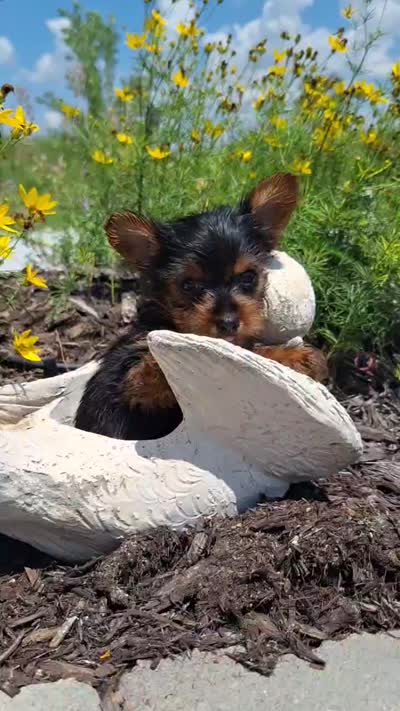Tea Cup (microchipped), a female Yorkshire Terrier for sale in Denver, CO – 2 of 8