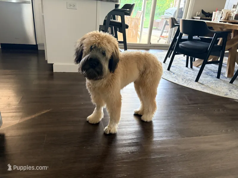Murphy  – Soft Coated Wheaten Terrier puppy for sale in Fort Wayne, IN