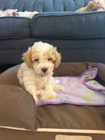New born, a female Silky Terrier and Poodle - Toy  for sale in Bronx, NY – 10 of 10