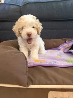 New born, a female Silky Terrier and Poodle - Toy  for sale in Bronx, NY – 1 of 10