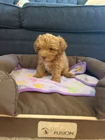 New born, a male Silky Terrier and Poodle - Toy  for sale in Bronx, NY – 6 of 10