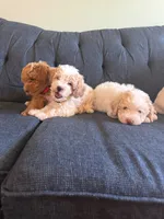 New born, a male Silky Terrier and Poodle - Toy  for sale in Bronx, NY – 3 of 10