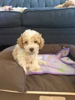 New born, a male Silky Terrier and Poodle - Toy  for sale in Bronx, NY – 7 of 10