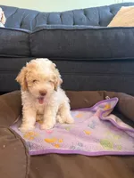 New born, a female Silky Terrier and Poodle - Toy  for sale in Bronx, NY – 5 of 10
