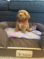 New born, a male Silky Terrier and Poodle - Toy  for sale in Bronx, NY – 5 of 10