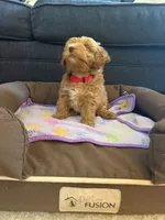 New born, a male Silky Terrier and Poodle - Toy  for sale in Bronx, NY – 8 of 10
