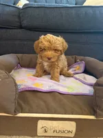 New born, a male Silky Terrier and Poodle - Toy  for sale in Bronx, NY – 10 of 10