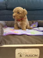 New born, a male Silky Terrier and Poodle - Toy  for sale in Bronx, NY – 9 of 10