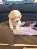 New born, a female Silky Terrier and Poodle - Toy  for sale in Bronx, NY – 7 of 10