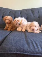 New born, a male Silky Terrier and Poodle - Toy  for sale in Bronx, NY – 4 of 10